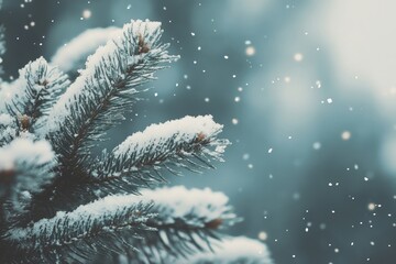 Pine tree in the snow outdoors weather nature.