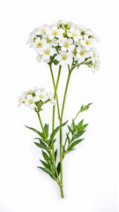 Fototapeta premium Pure White Candytuft (Iberis) Flowers Isolated on a White Studio Background