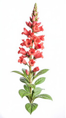 Fototapeta premium Vibrant Red Cardinal Flower (Lobelia cardinalis) Isolated on White