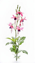 Vibrant Pink and Purple Fuchsia Flower Isolated on a White Background