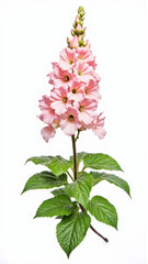 Colorful Heuchera (Coral Bells) Leaves and Flowers Isolated on White