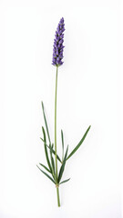 Fragrant Lavender (Lavandula) Sprig Isolated on a White Background