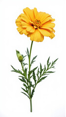 Vibrant Orange Marigold (Tagetes) Flower Isolated on a White Background