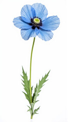 Exotic Himalayan Blue Poppy (Meconopsis) Isolated on White