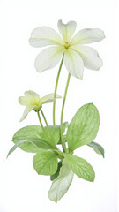Delicate Pink Oxalis (Shamrock) Flower Isolated on a White Background