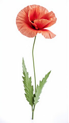 Vibrant Red Poppy (Papaver) Flower in Full Bloom Isolated on a White Background