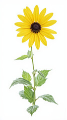 Cheerful Rudbeckia (Black-eyed Susan) Flower Isolated on White