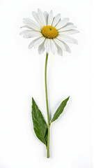 Classic White Shasta Daisy (Leucanthemum) Isolated on White