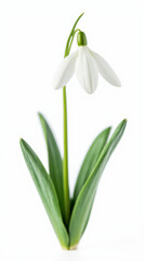 Delicate White Snowdrop (Galanthus) Flower Isolated on a Pure White Background