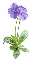 Delicate Purple Viola (Violet) Flower Isolated on a White Background