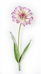 Purple Angelonia (Summer Snapdragon) Flower Isolated on White