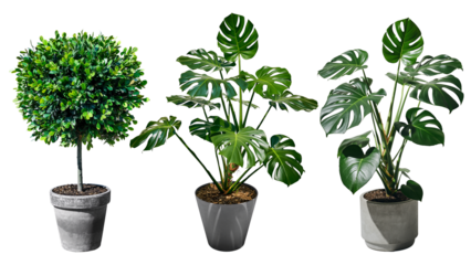 Buchsbaum und Monstera Pflanzen in grauen Blumentöpfen auf transparentem Hintergrund