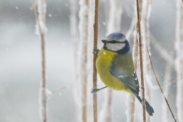 Winter scenery with blue tit bird sitting on the snowy branch(Cyanistes caeruleus) © Tunatura