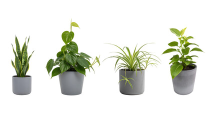 Vier Zimmerpflanzen in grauen Blumentöpfen auf transparentem Hintergrund