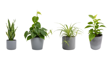Vier Zimmerpflanzen in grauen Blumentöpfen auf transparentem Hintergrund