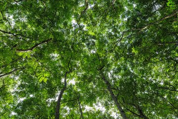 Obraz premium Bottom-up view beautiful green forest. sunrise in a spring forest with bright young foliage glowing in the rays of the sun and shadows from tree