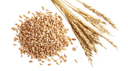 Barley Grains and Barley Powder Overhead Side by Side on Transparent Background