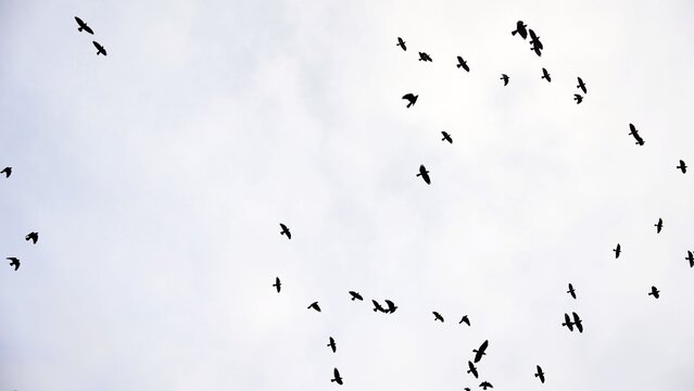 Flock of crows flying in overcast sky