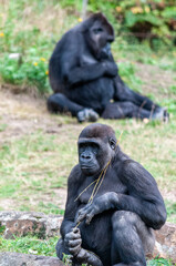 Close-up of two Silverback Gorillas -Gorilla gorilla.