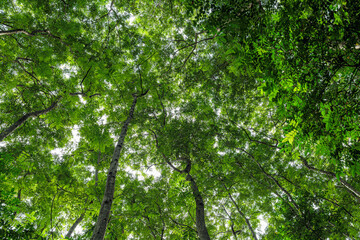 Bottom-up view beautiful green forest. sunrise in a spring  forest with bright young foliage glowing in the rays of the sun and shadows from tree