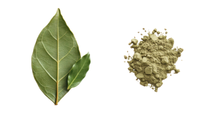 Fresh green leaf and dried herbal powder isolated on transparent background