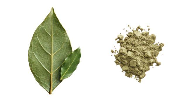 Fresh green leaf and dried herbal powder isolated on transparent background