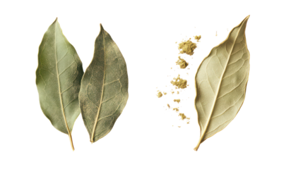 Golden willow leaves and seed pods isolated on transparent background
