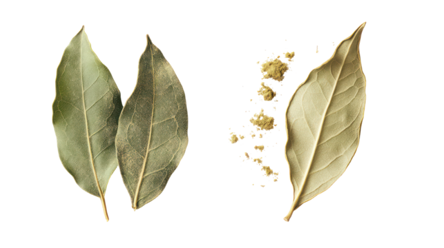 Golden willow leaves and seed pods isolated on transparent background