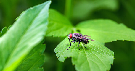 FLy with Red Eyes on Green Leaf, macro photography