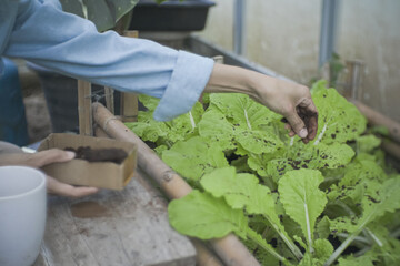 Sustainable urban gardener repurposing spent coffee grounds as organic fertiliser for fresh leafy greens. Eco-friendly DIY composting recycling food waste the growing trend of home vegetable farming.