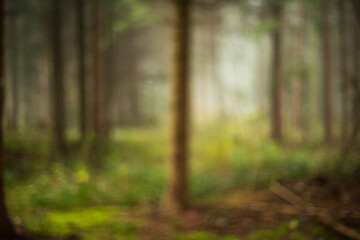 Blurry, misty, abstract autumn forest background. Wide angle, foggy scene, rising sunlight in the background, no people