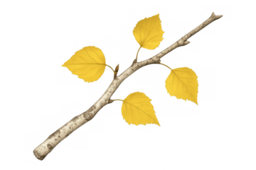 Birch branch with vibrant yellow leaves showcasing autumn foliage and the change of seasons, isolated on a transparent background
