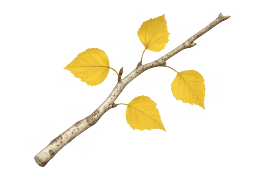 Birch branch with vibrant yellow leaves showcasing autumn foliage and the change of seasons, isolated on a transparent background