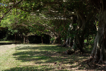 木陰に木漏れ日のある木々が並んでいる