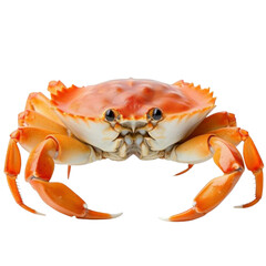 red crab ; isolated on a transparent background