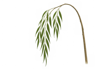 Weeping willow tree branch with green leaves hanging down, isolated object on a transparent background