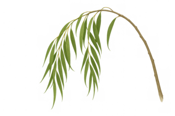 Weeping willow branch with fresh green leaves, a symbol of nature, tranquility, and spring, on transparent background