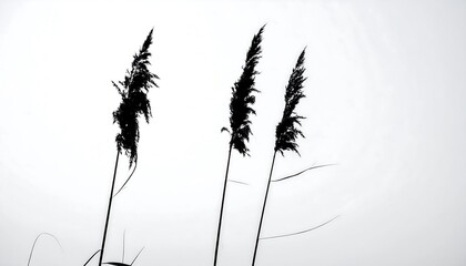 Silhouetted reeds against a bright sky, creating a minimalist nature scene.