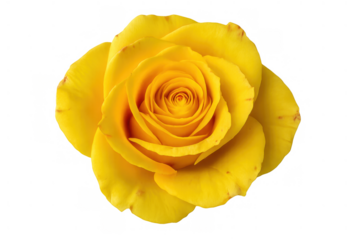 Yellow rose blooming, showing vibrant petals and natural beauty, isolated on a transparent background
