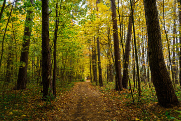 Forest path in autumn park covered with falling leaves. Beautiful woodland landscape during fall season for nature background.