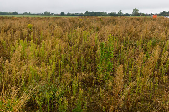 Kanadisches Berufkraut (Conyza canadensis)