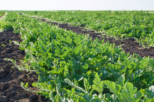 rows of watermelons in the spring field