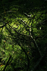 Fototapeta premium Forest Impressions – Analog-Style, Imperfect Retro Mood