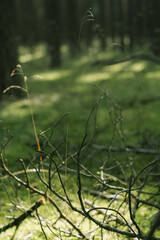 Forest Impressions – Analog-Style, Imperfect Retro Mood