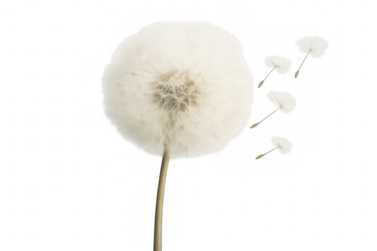 Dandelion puffball scattering seeds in the wind, symbolizing wishes, freedom, and new beginnings, on a transparent background - Powered by Adobe