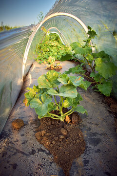 melon leaves in the spring in the field