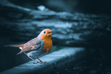 robin on a fence