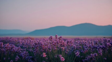 Fototapeta premium Serene Lavender Field Under Soft Sunrise Light with Gentle Mountains in the Background Reflecting Tranquil Morning Atmosphere and Beautiful Nature Scenery