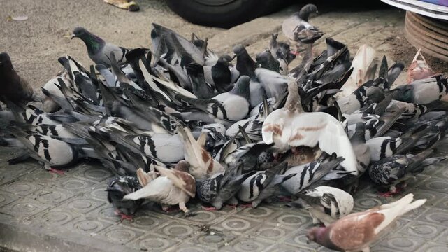 A flock of feral pigeons crowds the street, feeding on discarded food. High quality 4k footage