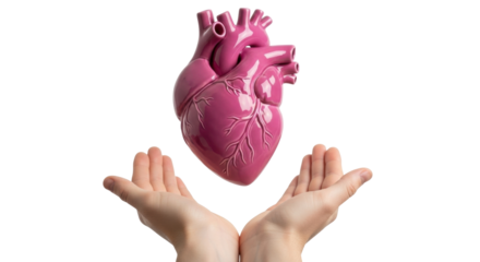 Isolated, human heart in hands, heart disease concept, human anatomy, healthcare, organ donation